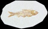 Knightia Fossil Fish - Wyoming #55321-1